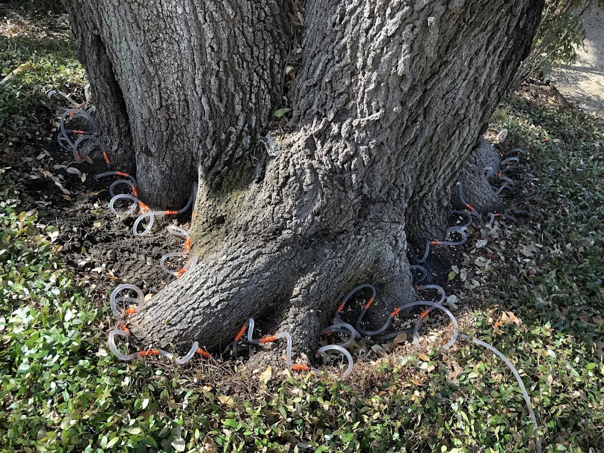 Detailed Tree Cabling and Bracing job site in Sparta