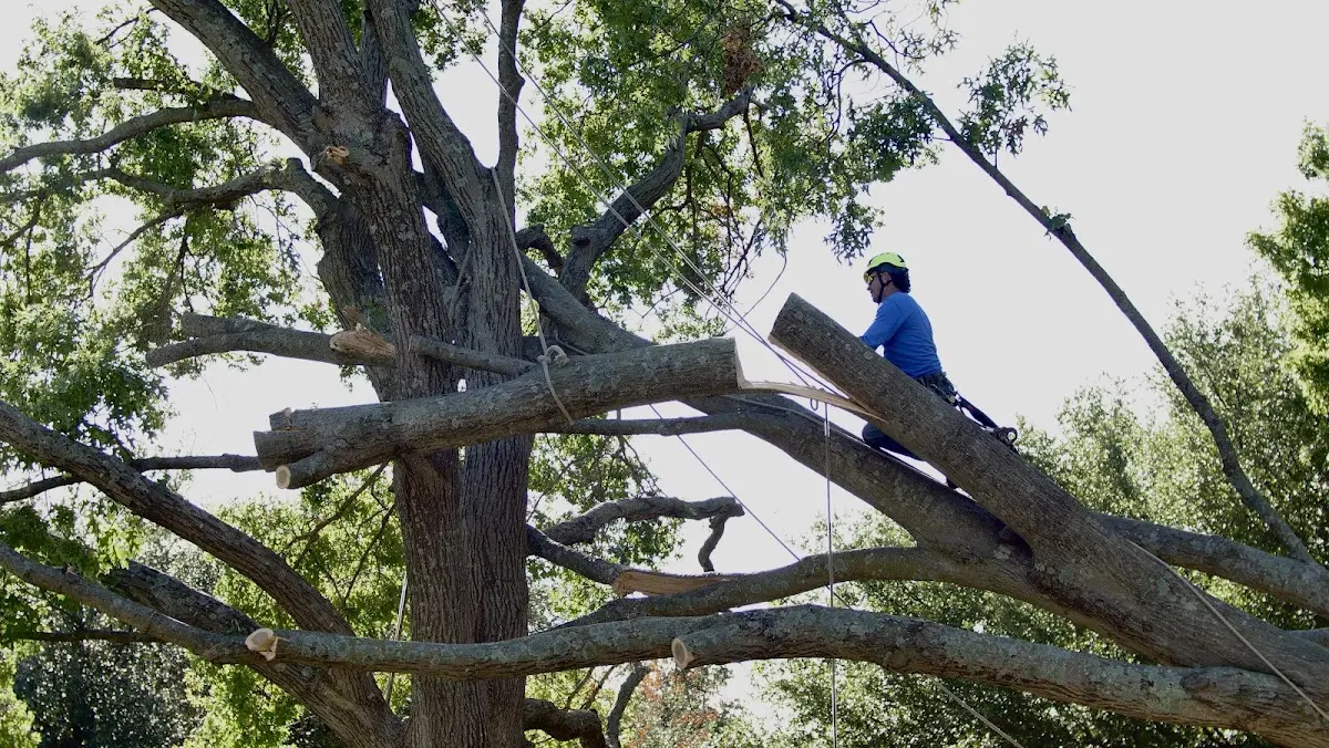 Professional Hazardous Tree Removal performed by certified arborists in Sparta