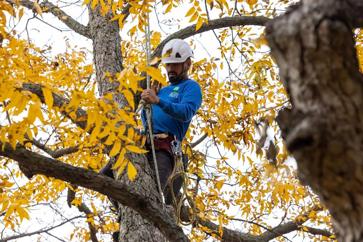 Skilled Tree Transplanting crew working in Sparta